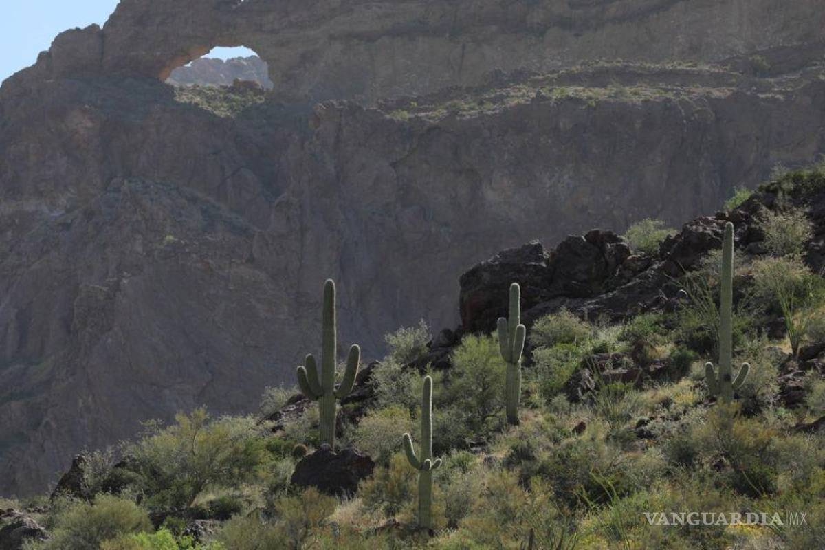 ‘Polleros’ abandonan a dos bebés en desierto de Sonora