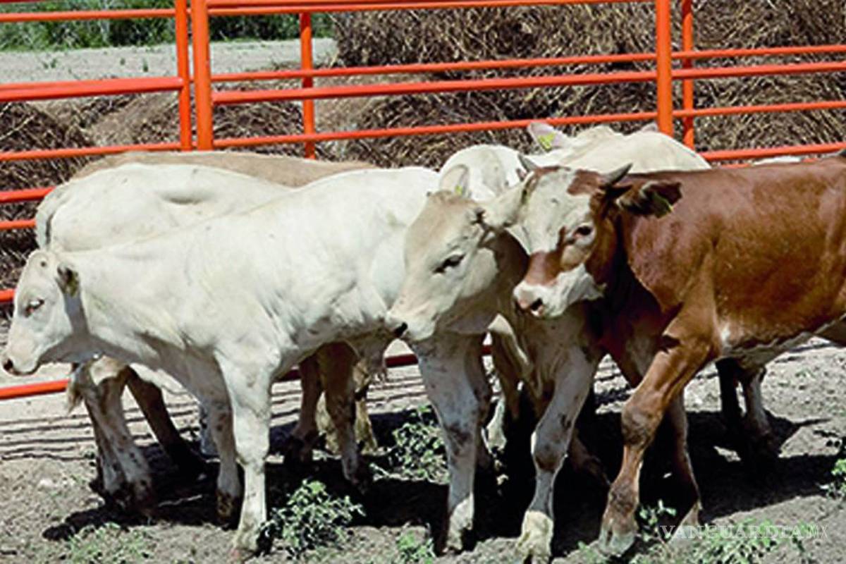 $!Al menos cuatro bandas dedicadas al abigeato fueron detectadas en Tabasco y los límites con Chiapas