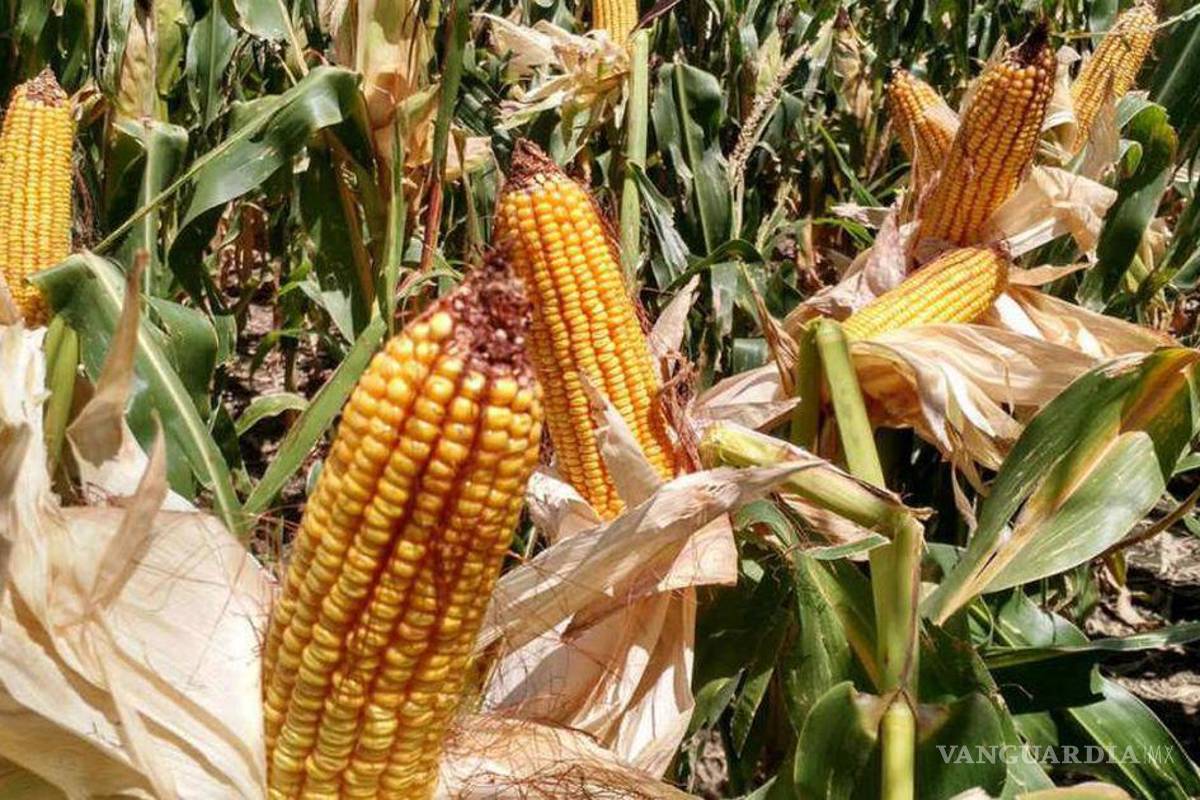 Monsanto gana amparo contra decreto que prohíbe maíz transgénico y glifosato, gobierno lo impugnará