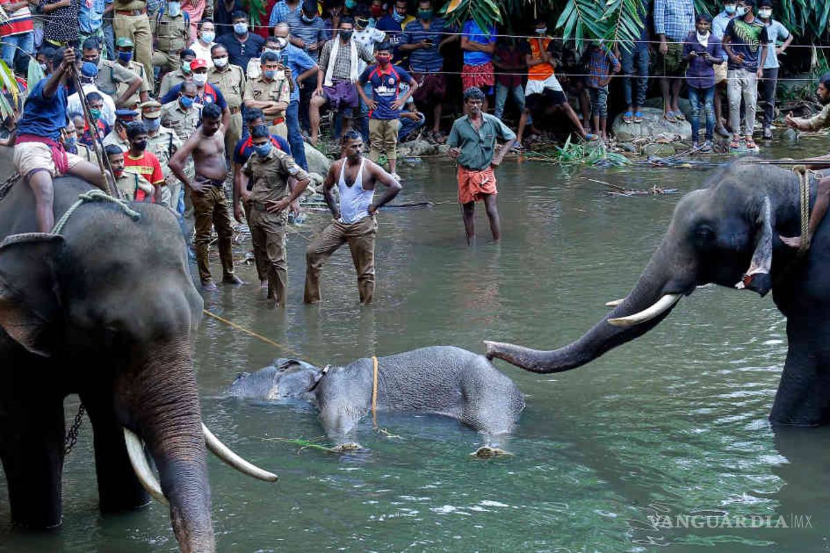 Indigna la muerte de una elefante embarazada por comer piña con explosivos en India