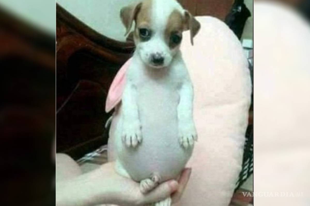 'Todo chiquito, todo panzón'... el origen del 'Perrito Panzón' y los mejores memes