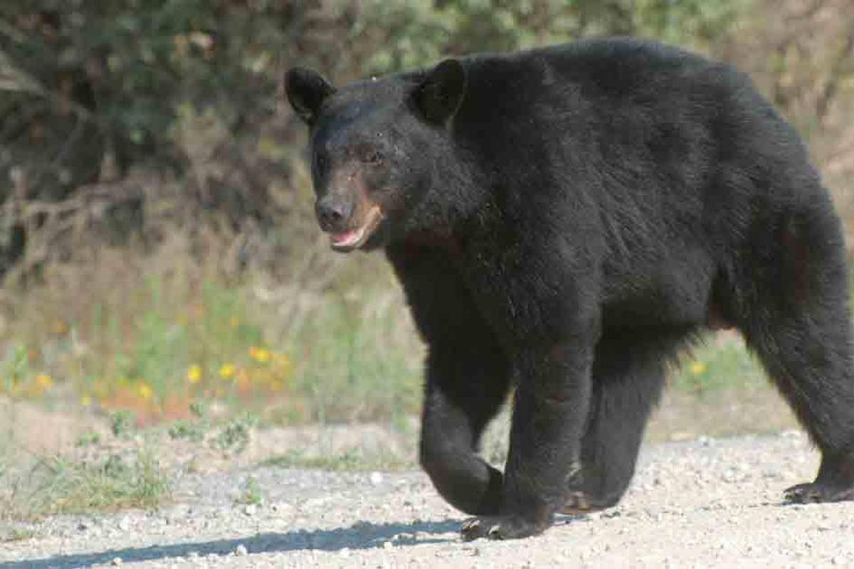 Osos disminuirán su actividad en invierno, por falta de comida en la sierra, afirma Eglantina Canales