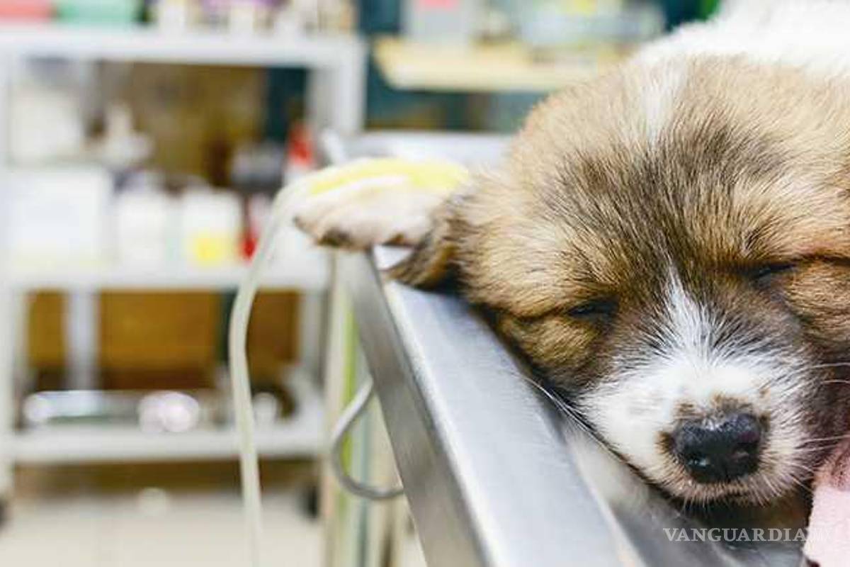 ‘Me mataron a mi perrito’; ciudadana expone a veterinaria de Saltillo