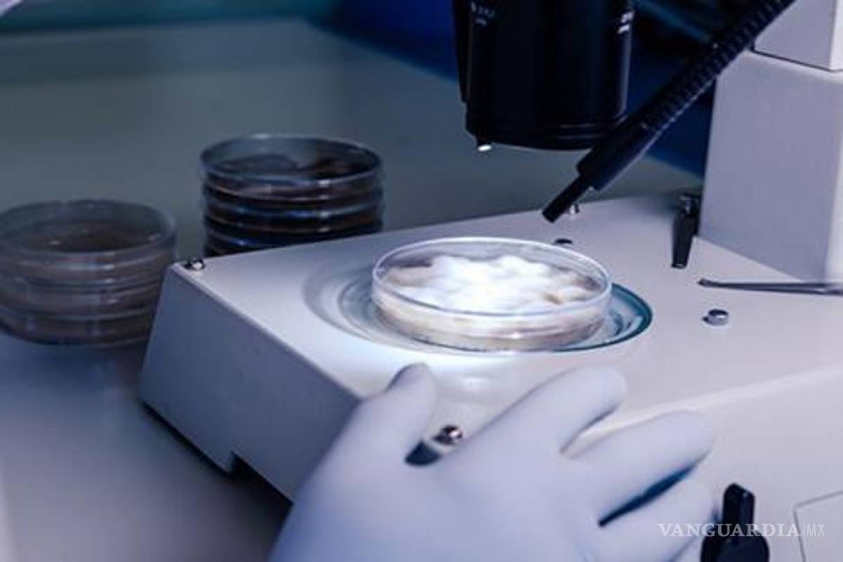 Revelan estudio europeo que trabaja para obtener un posible fármaco contra la leucemia