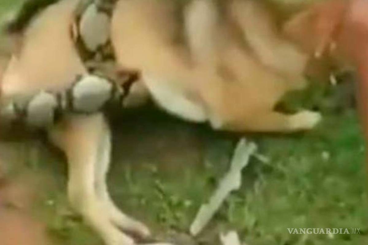 Increíble, niños se enfrentan a enorme serpiente para salvar a su perro (video)