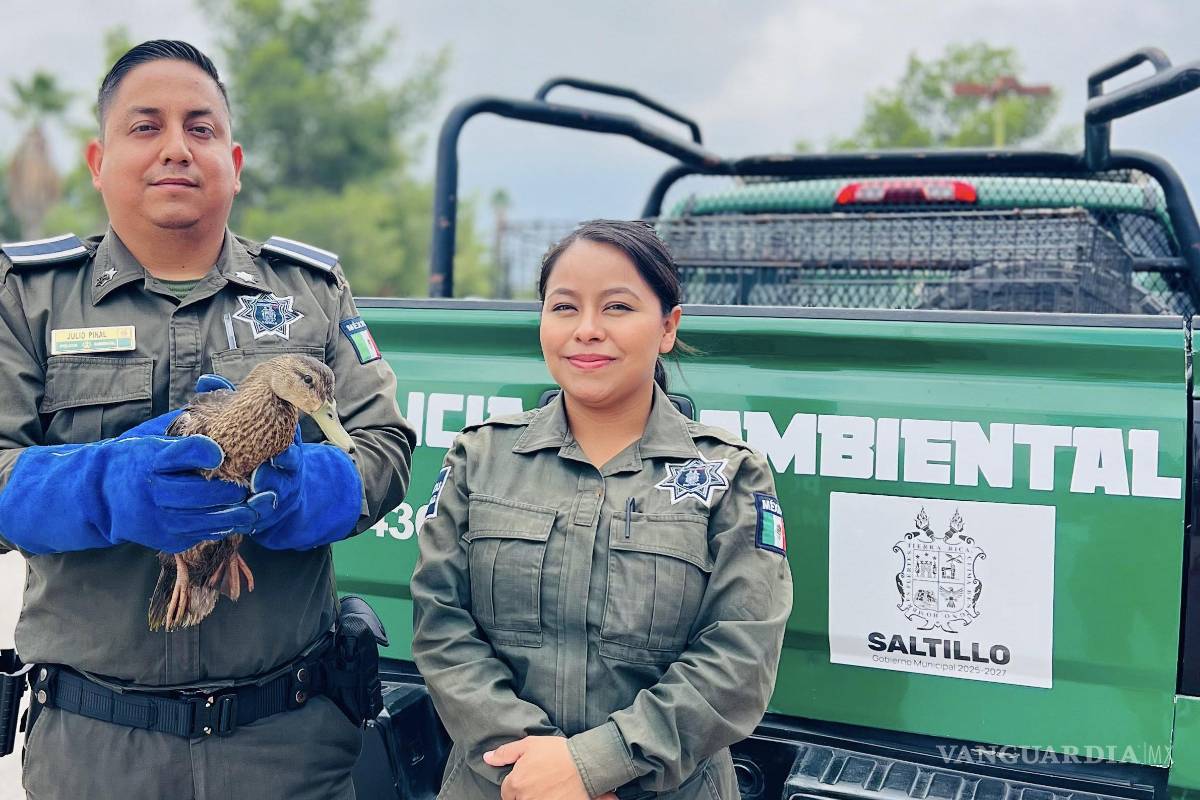 Resguardan autoridades a pato que cayó del cielo en Saltillo