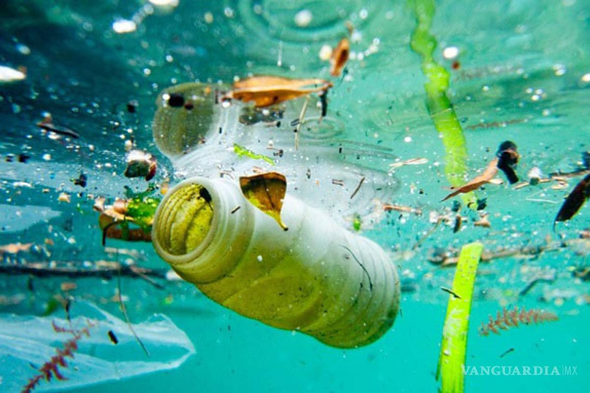 2025, por cada 3 toneladas de peces habrá 1 de plástico en los océanos