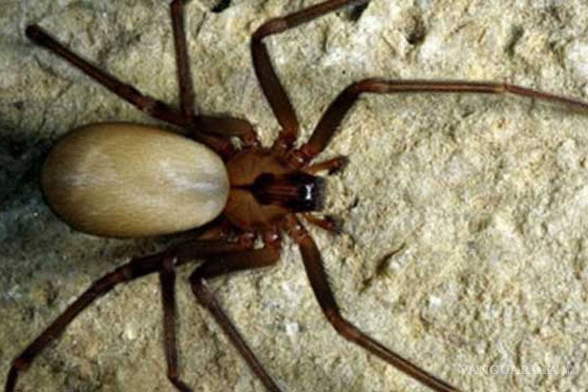 Se incrementa en Piedras Negras demanda de fumigadores por araña violinista