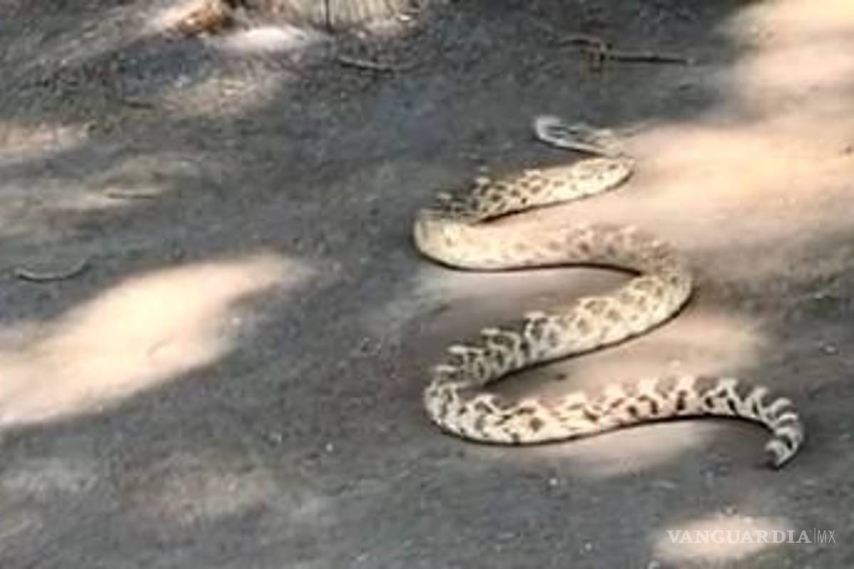 Vecinos del norte de Saltillo reportan presencia de víboras ¡cerca de colegios!