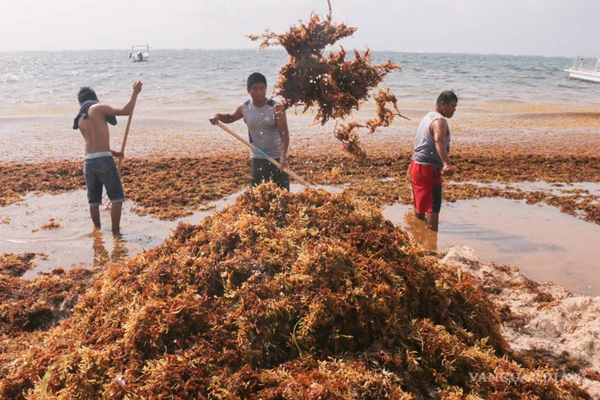 La guerra contra sargazo en Quintana Roo, hace falta ayuda federal contra la macroalga