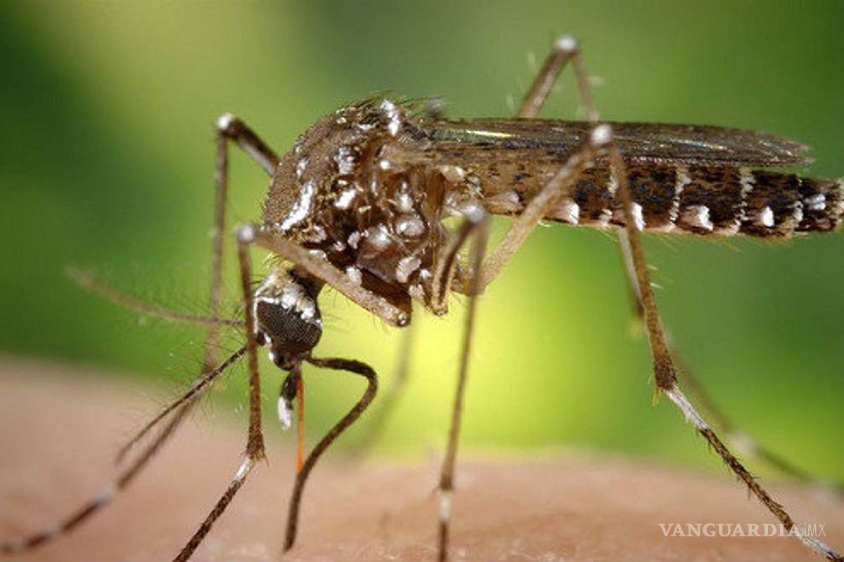 Hay 731 casos sospechosos de zika en Monclova