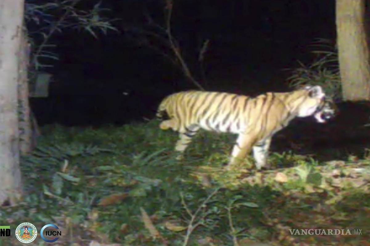 Tratan de ayudar a una tigresa de 3 patas en Tailandia