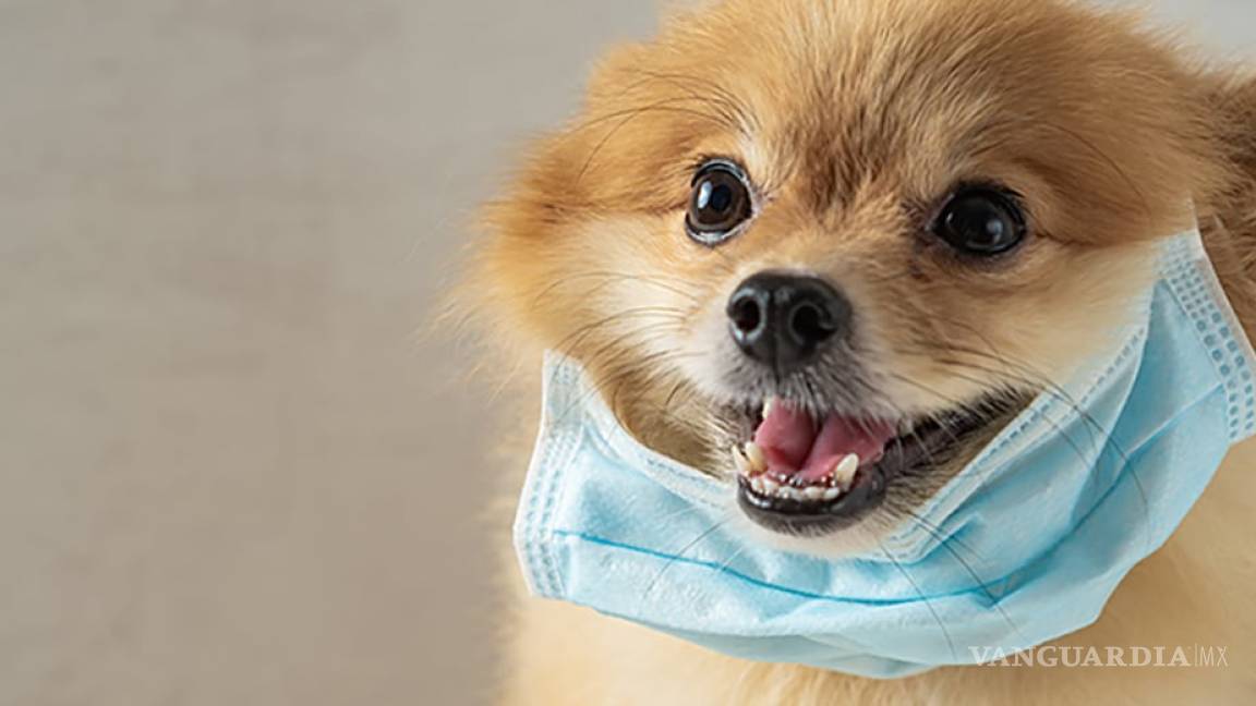 Falleció perro que dio positivo a coronavirus en Hong Kong