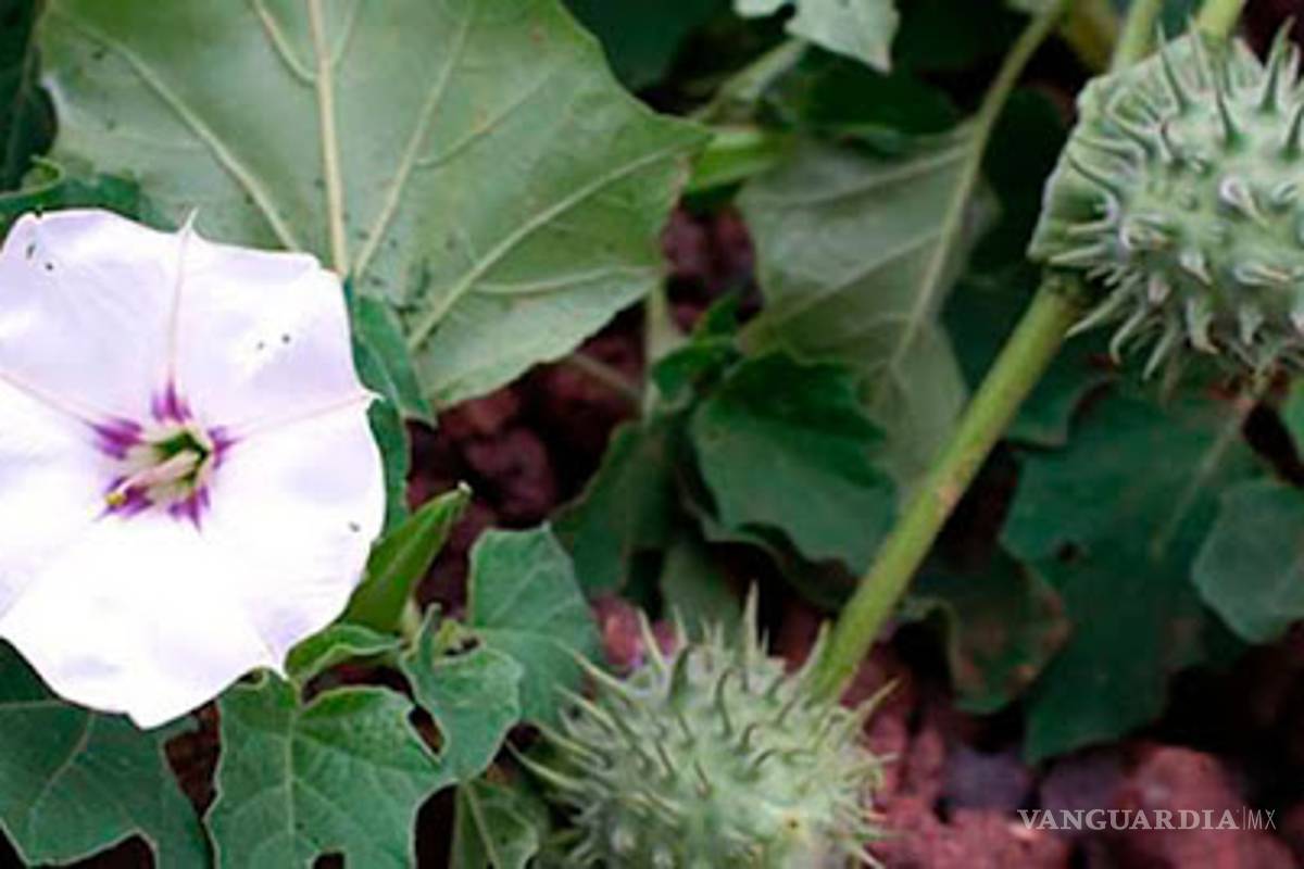 No le des toloache a tu 'crush' para enamorarlo... podrías matarlo