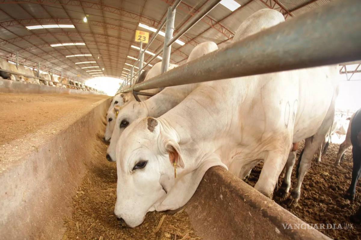 Suspende Estados Unidos exportación de ganado mexicano por 15 días; Sader rechaza decisión