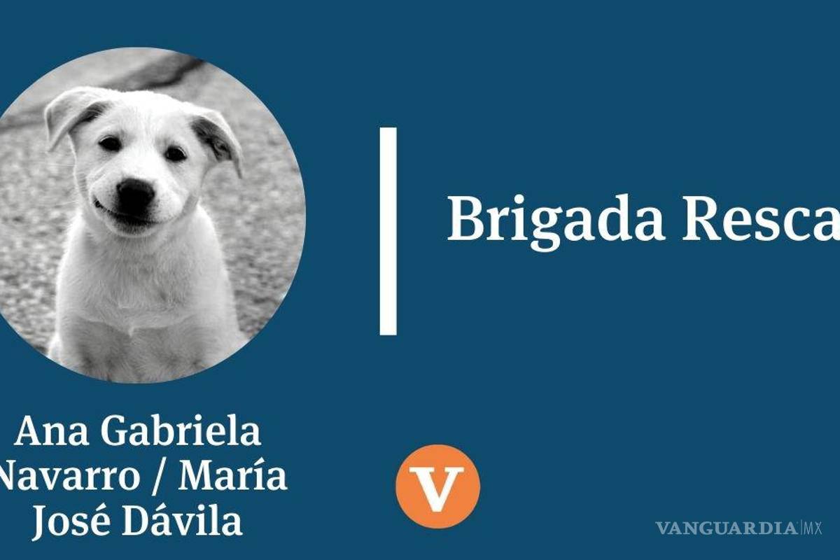 Lecciones de la manada