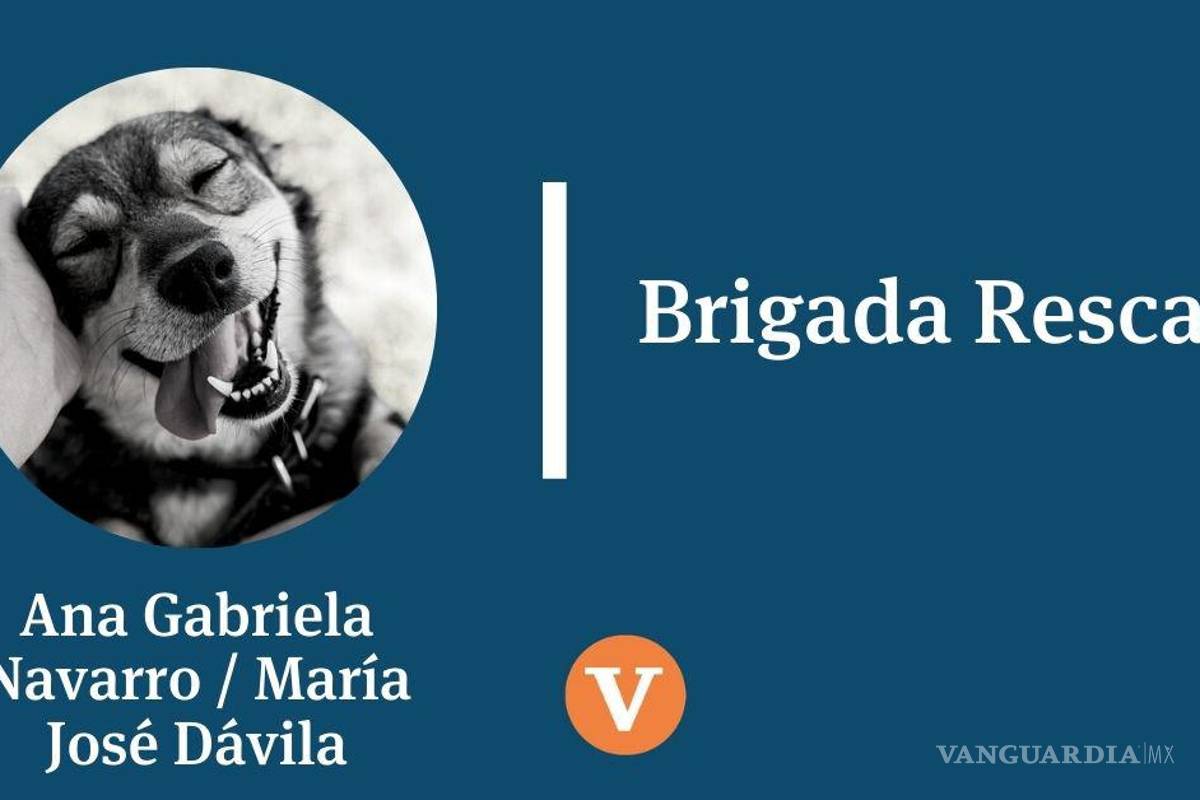 Entre armas y doctrinas