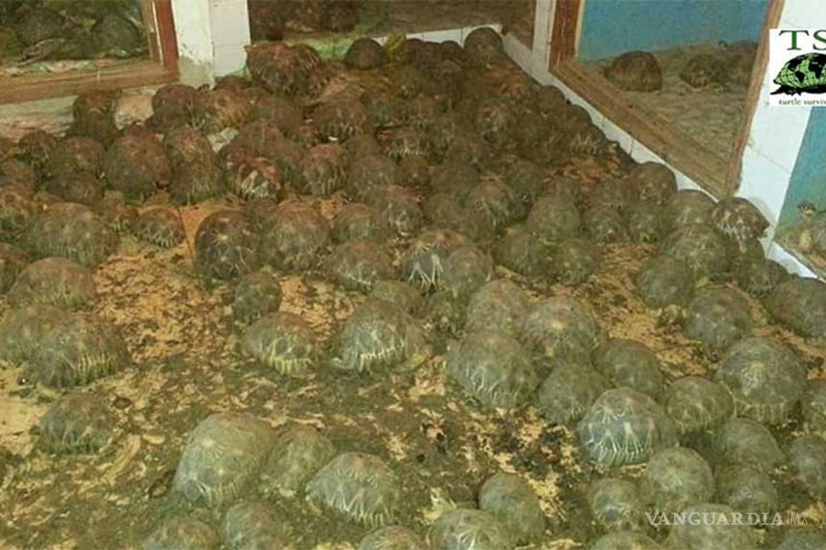 Rescatan a más de 10 mil tortugas encerradas sin alimento ni agua en Madagascar