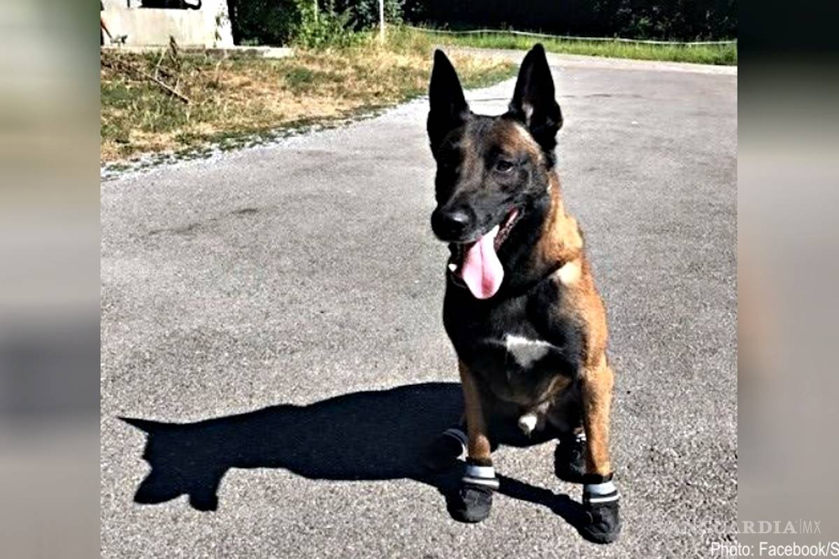 Perros policía suizos llevan zapatos debido al intenso calor