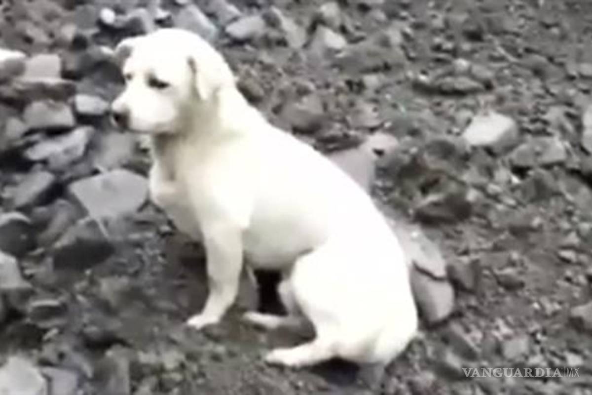 Perro se niega abandonar zona de desastre porque espera a su dueño