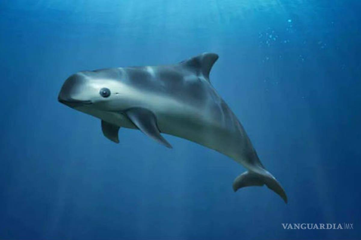Rechaza Semarnat estimación de 30 ejemplares de vaquita marina
