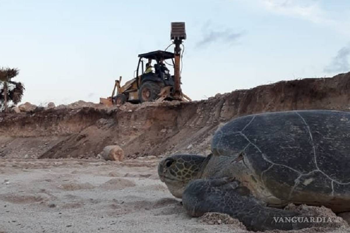 Semarnat aprueba proyecto hotelero que pone en riesgo a tortugas en Tulum