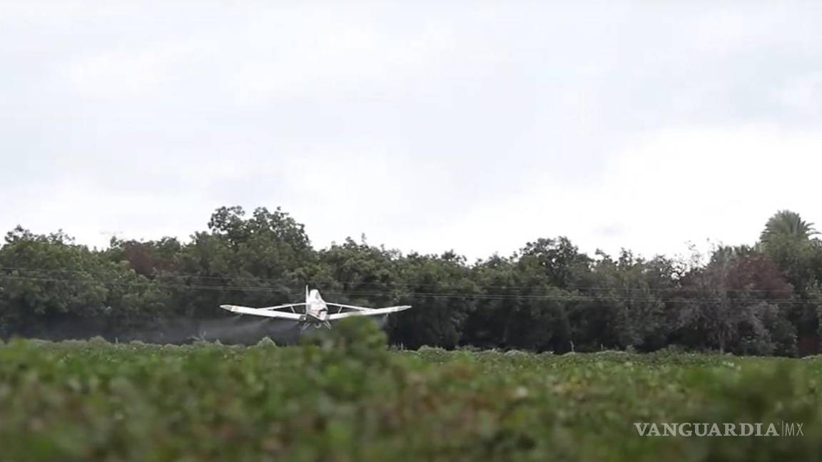 $!Las acciones sanitarias en la Región Lagunera de Coahuila fortalecen la productividad y competitividad del sector algodonero.
