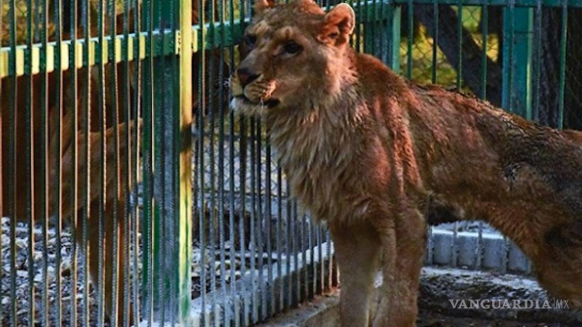 Liberan a leones maltratados de zoológico ilegal en Bulgaria