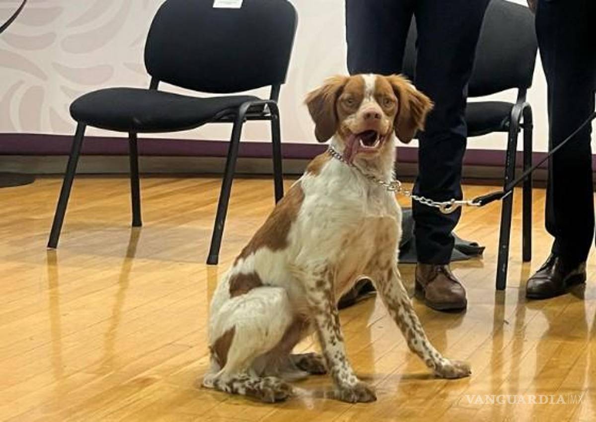 ‘Manchas’, el perro de Aguas de Saltillo, es chileno y costó un millón de pesos