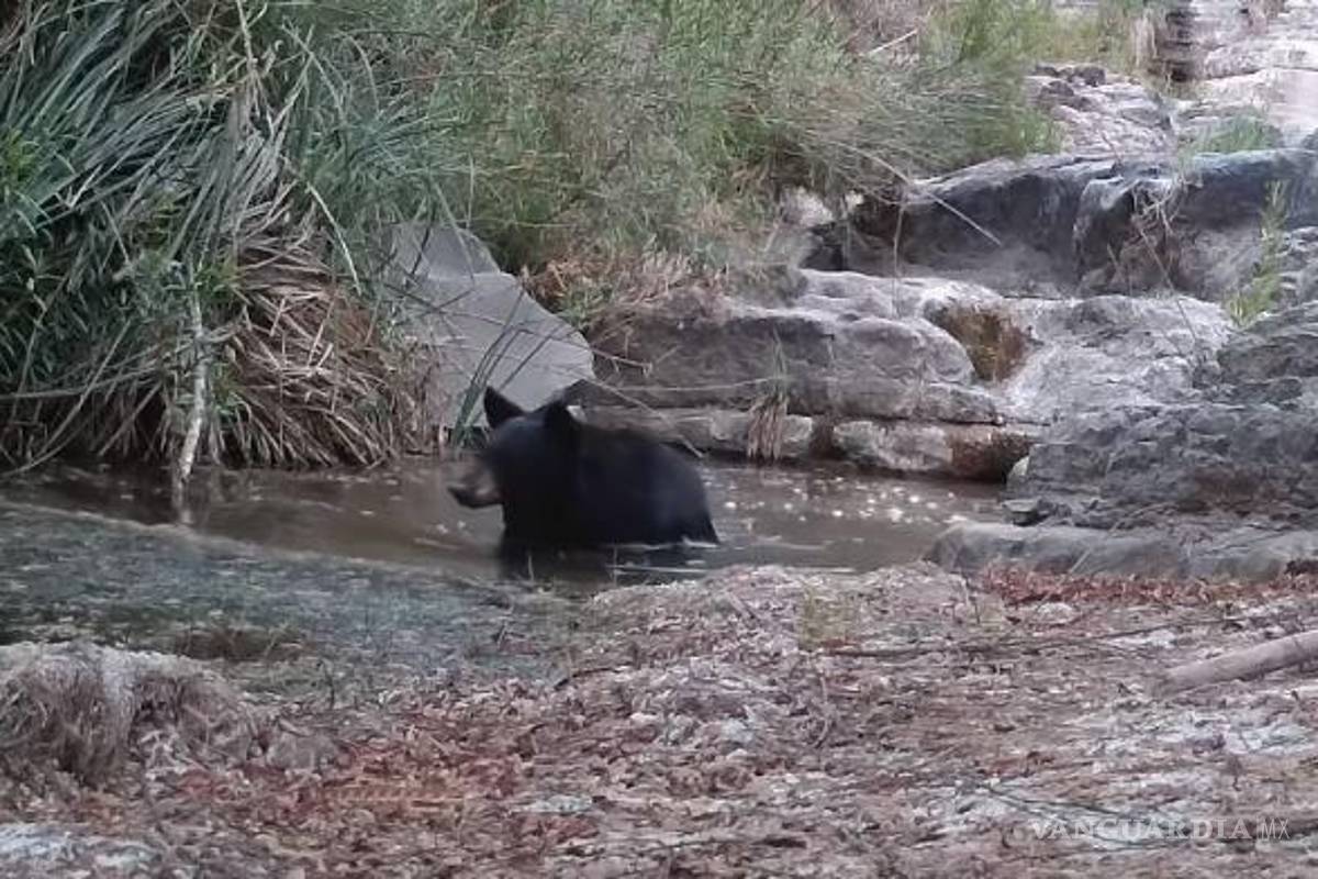 Oso es captado en video mientras se refresca en las aguas de la sierra de Arteaga, Coahuila