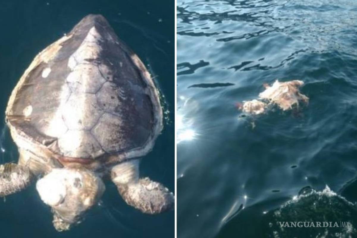 Más de cien tortugas muertas encontradas en playas de Guerrero