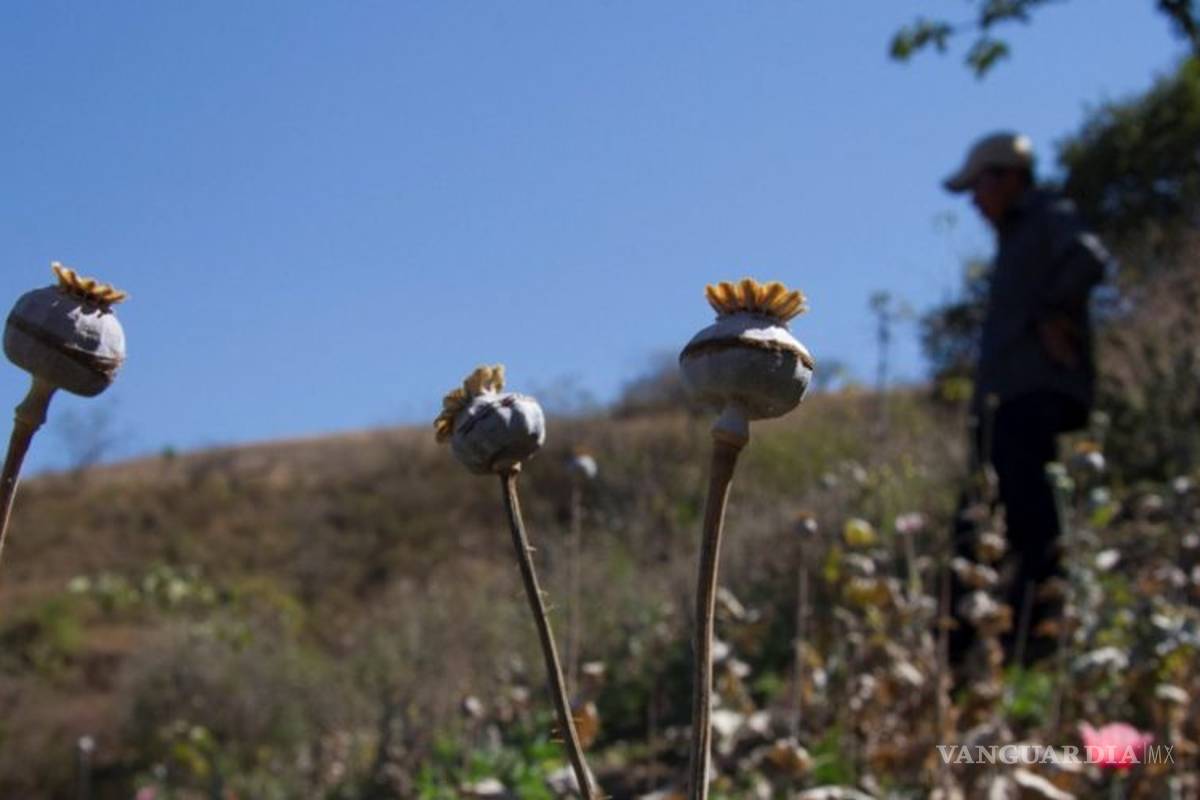 Diez cárteles en guerra por controlar la amapola producida en Guerrero