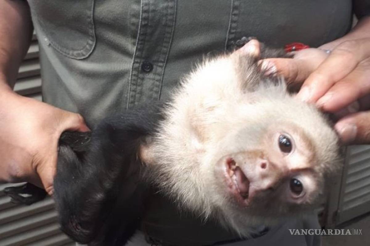 Capturan al mono capuchino perdido en Las Lomas de CDMX