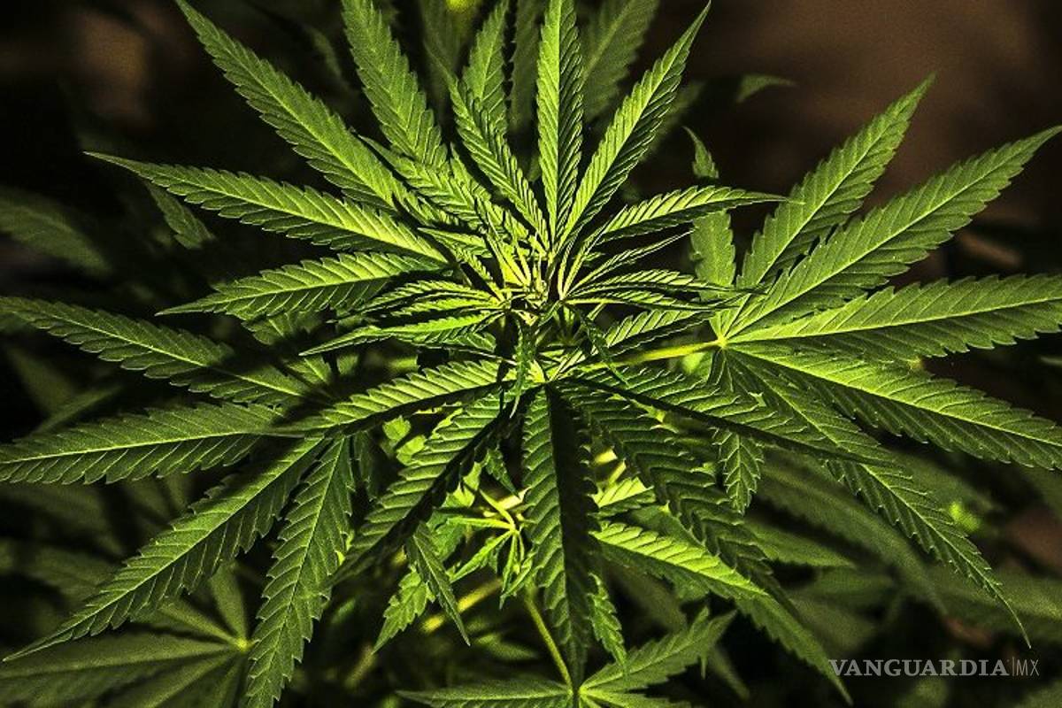Estudios indican que el cannabis puede frenar adicciones al alcohol y la cocaína