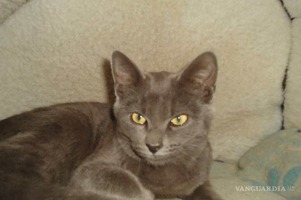 Rescatan a gato 10 días después de que VivaAerobús lo extravió