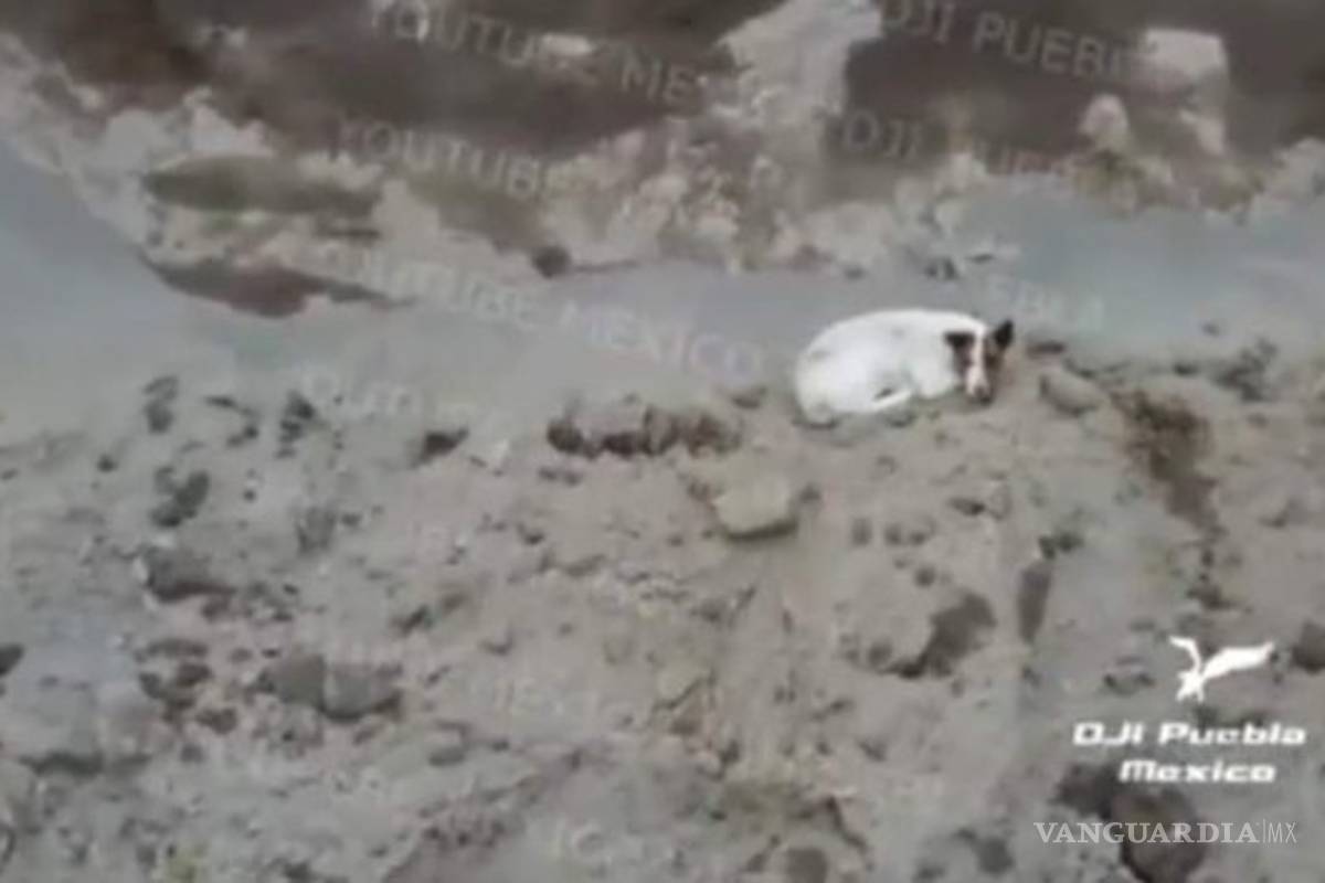 Otro perro habría caído al socavón gigante en Puebla