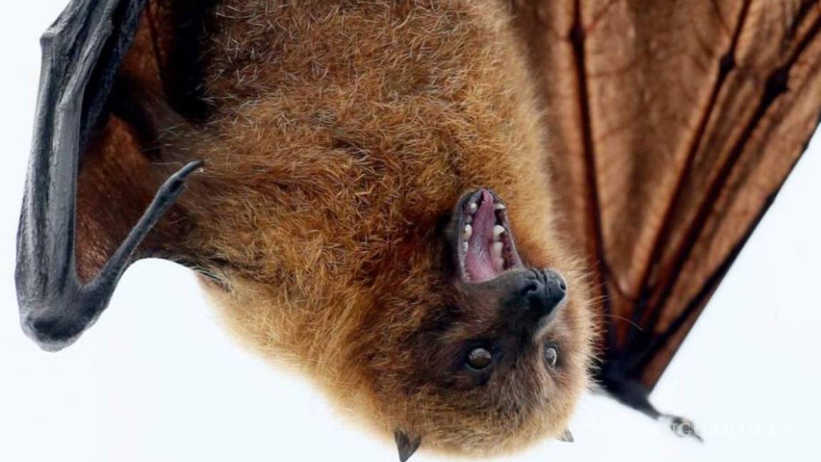 ¿Pueden ser los murciélagos la salvación para el coronavirus?