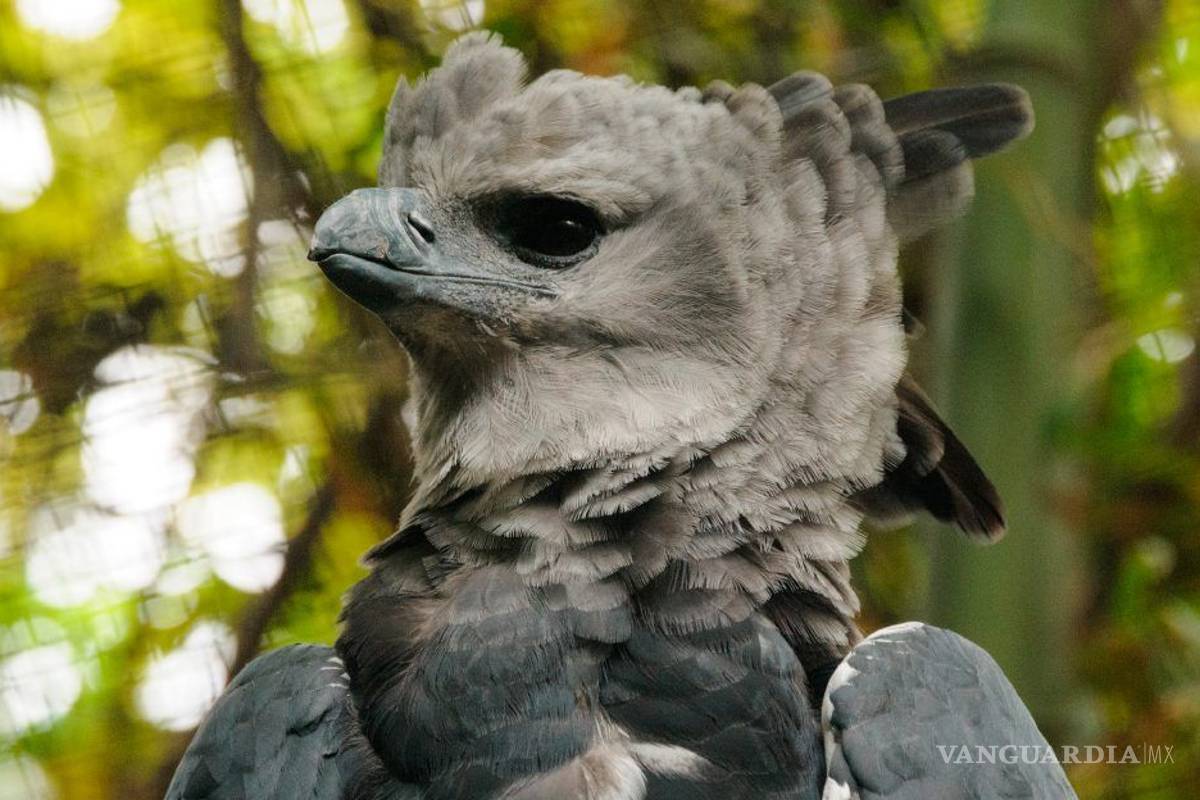 Águila harpía, ave nacional de Panamá, en peligro de extinción