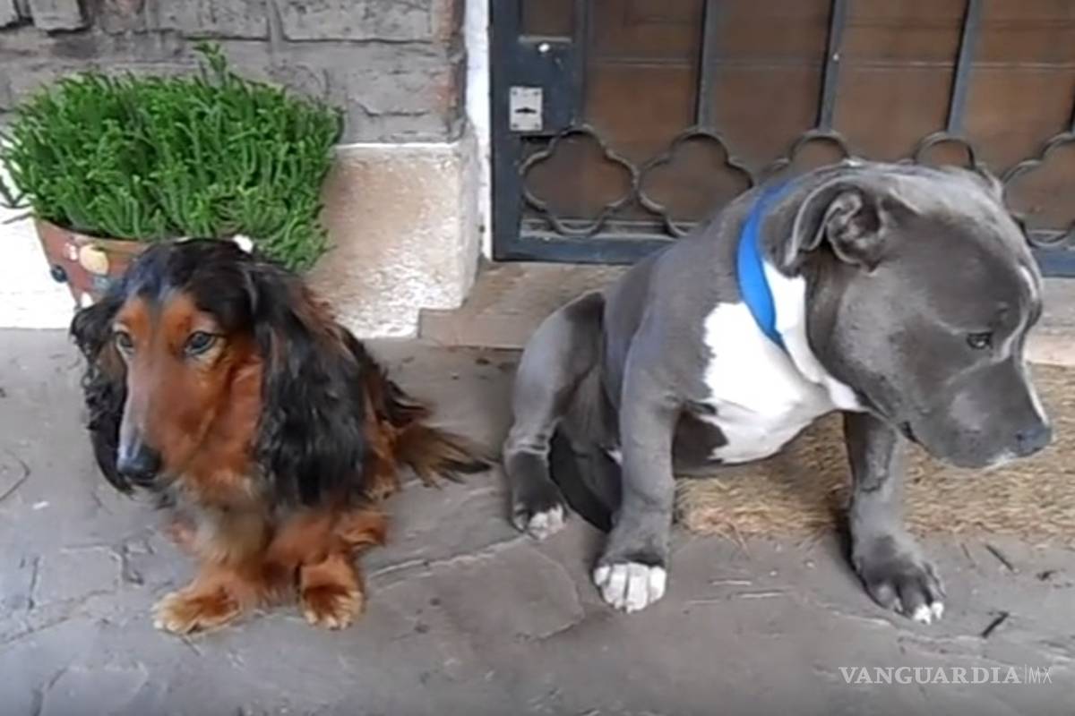 A este pitbull lo delató la culpa luego de comerse una chancla