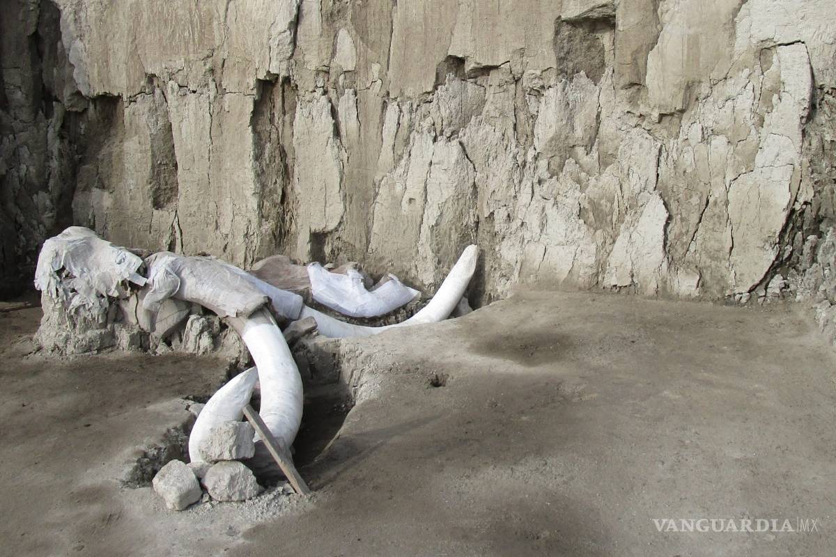 A 10 km de aeropuerto en Santa Lucía dan con el mayor hallazgo de restos de mamuts en México