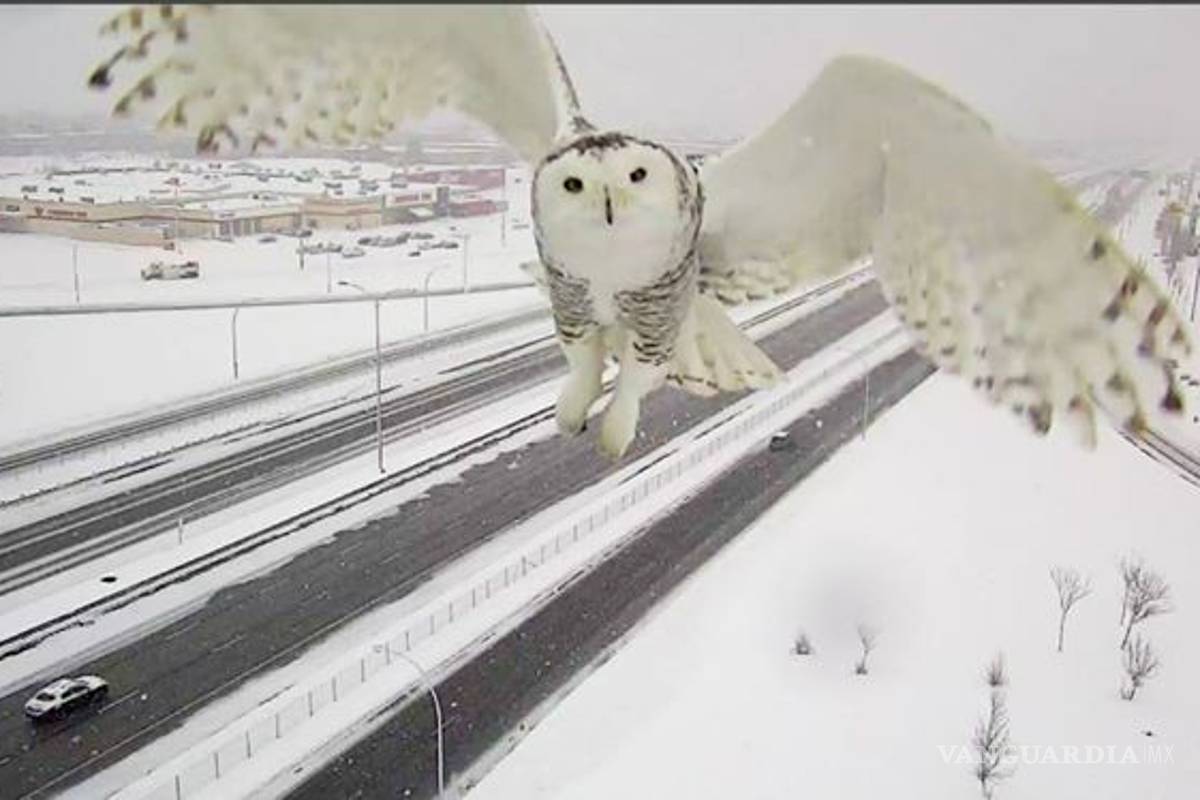 Impresionante búho nival captado por una cámara de vigilancia carretera en Canadá