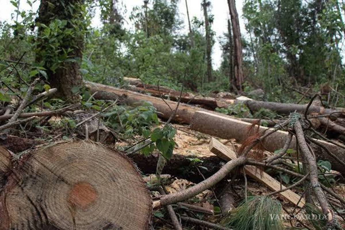 Talamontes asesinaron a tres guardabosques en Puebla