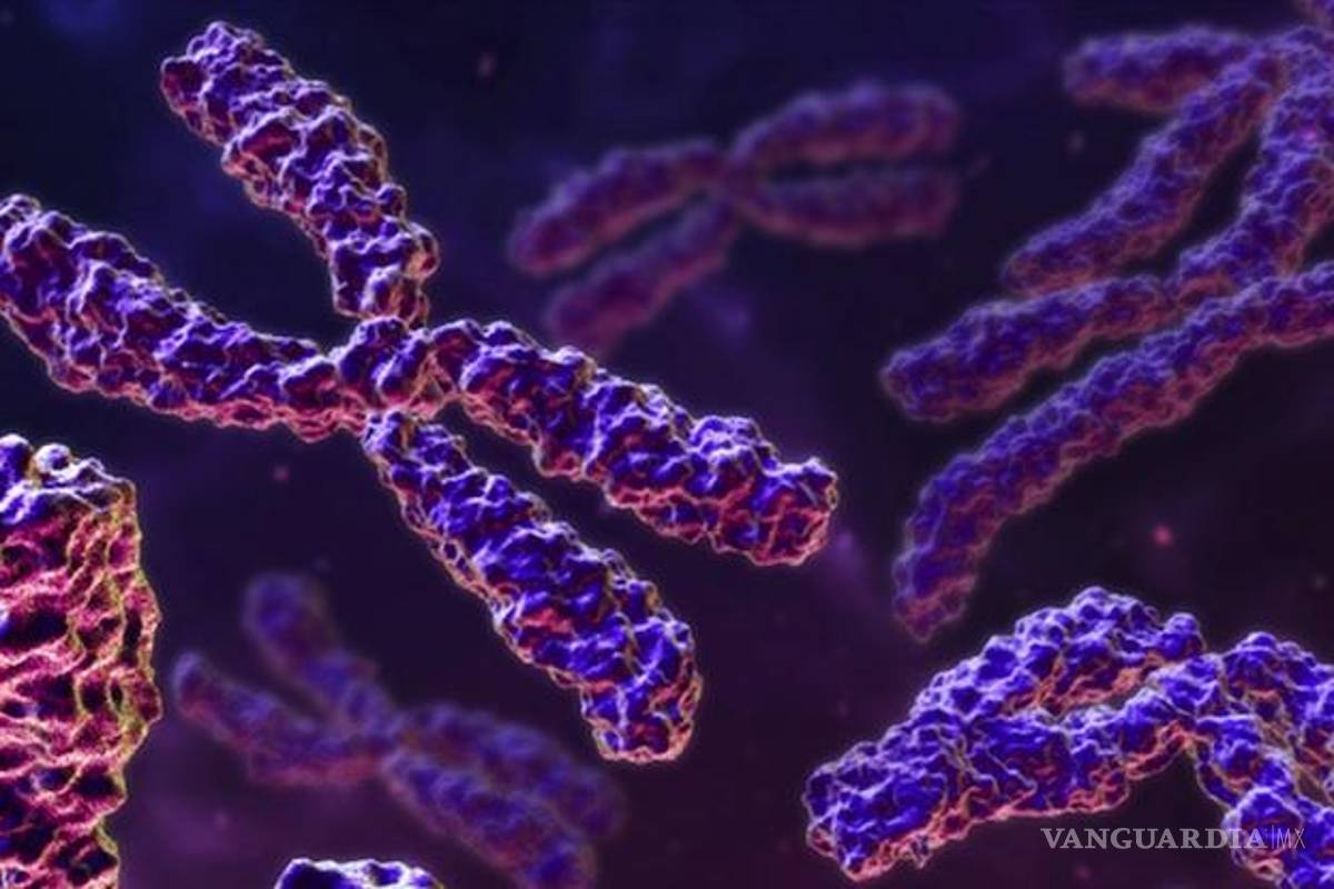 Reproducción asistida es posible sin el cromosoma Y del hombre, según estudio