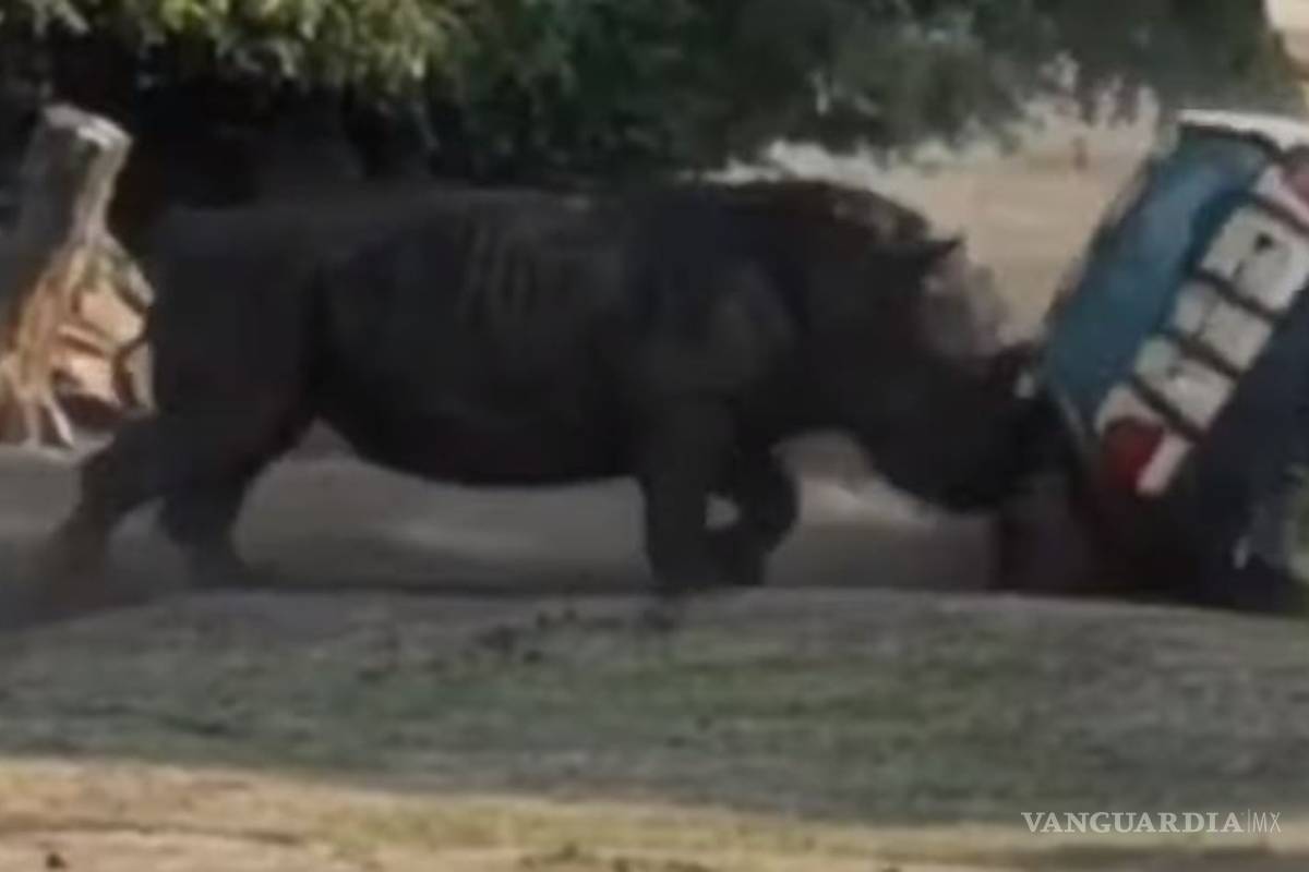 Ataca rinoceronte auto de mujer en un parque en Alemania
