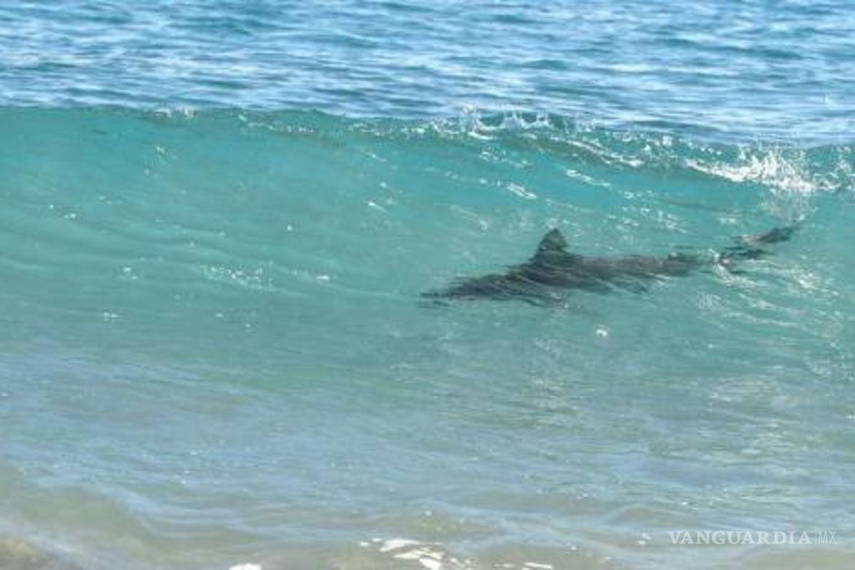 Tiburón ataca a turista en Brasil; le arranca el antebrazo