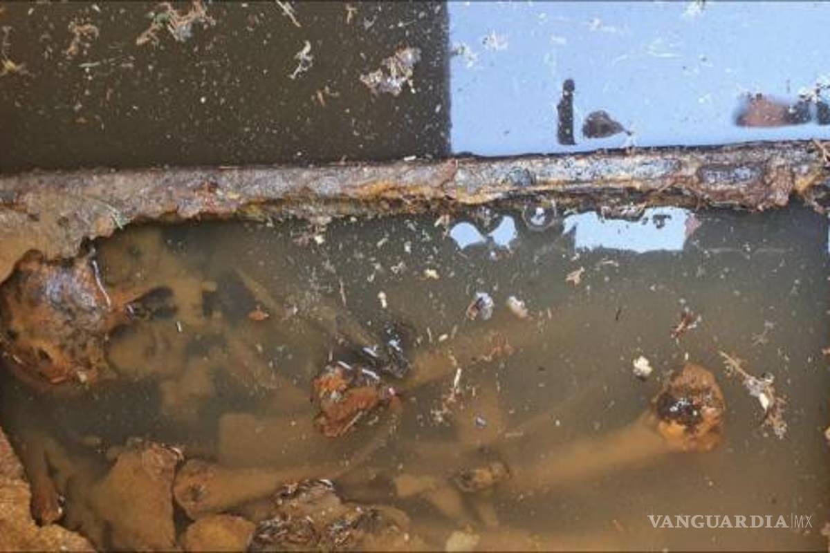 Hallan osamenta humana en predio en reconstrucción