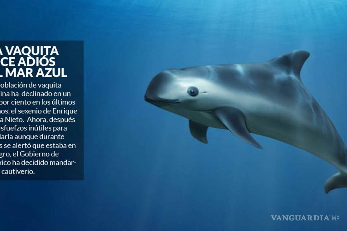Las vaquitas marinas que quedan (90% murió en este sexenio) vivirán en cautiverio: Semarnat