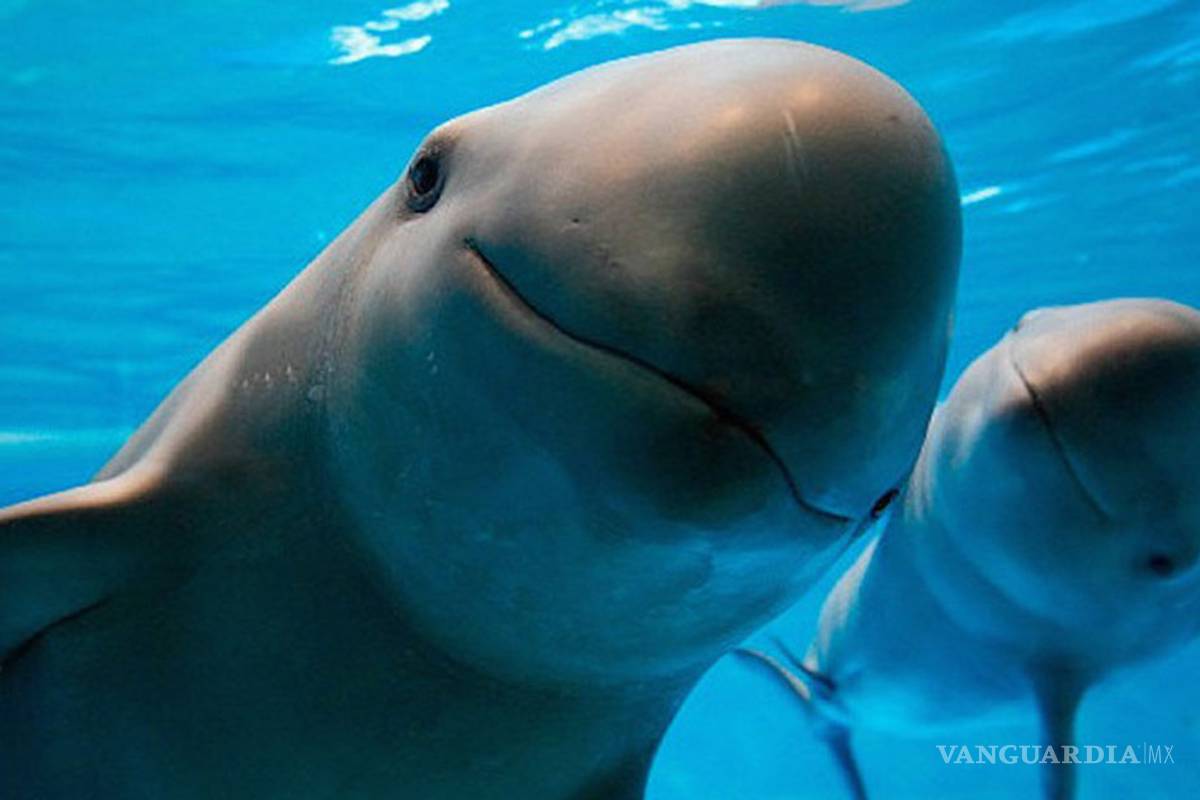 México ocupa un muy lamentable primer lugar con más especies en peligro de extinción del mundo