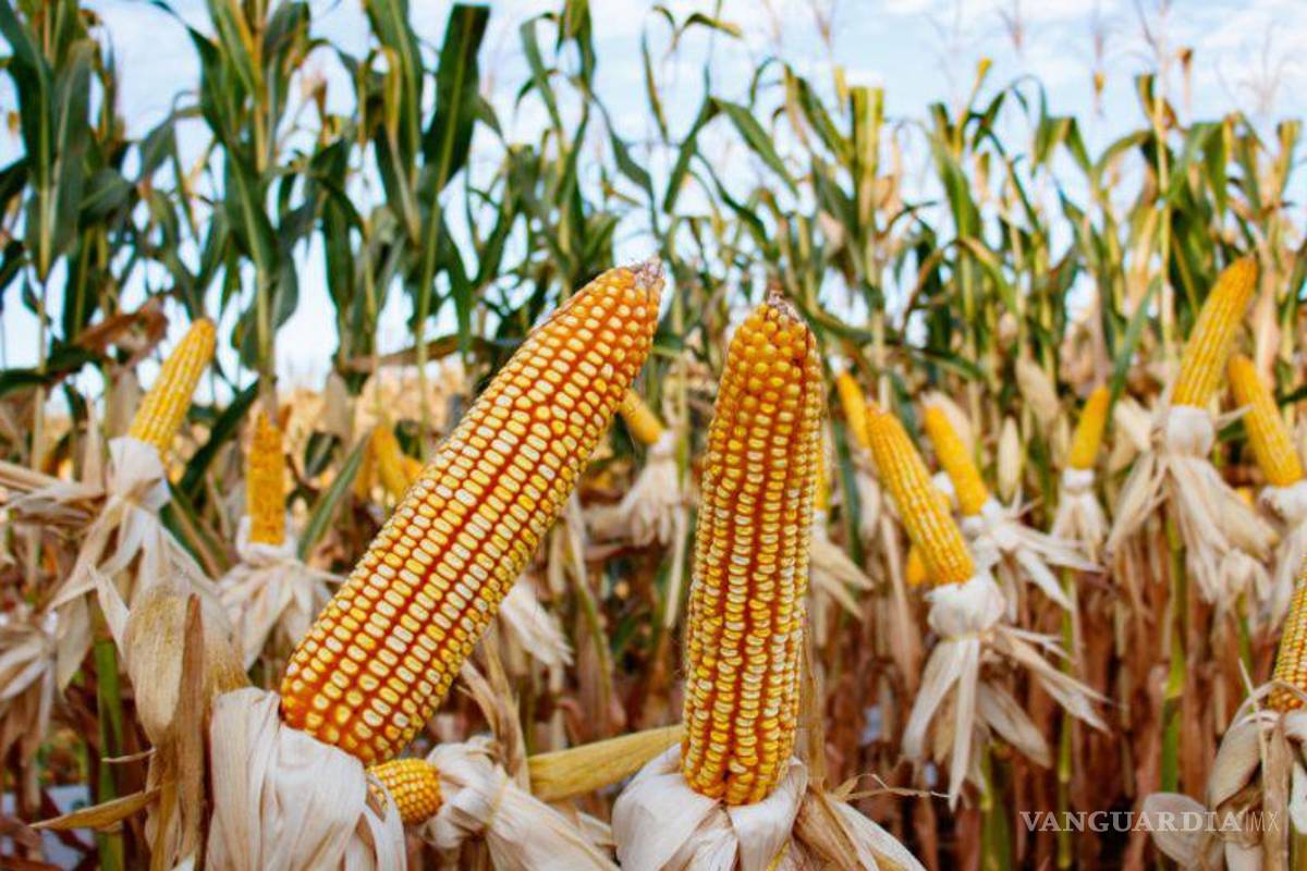 ‘No vamos a permitir el uso de maíz transgénico en México’... solicita AMLO panel para analizarlo