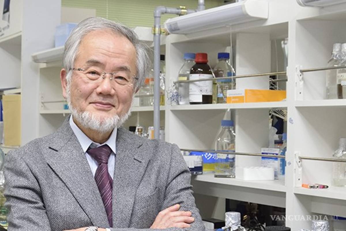 Yoshinori Ohsumi gana el premio Nobel de Medicina 2016 por iluminar el sistema de reciclaje del cuerpo